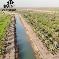 فروش نخل و پا جوش نخل برحی